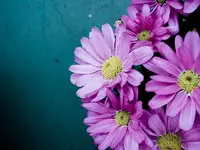 Chrysanthemum Coronarium.webp