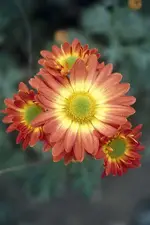 Chrysanthemum Rytorch.webp