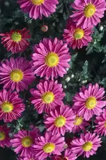 Chrysanthemum Talbot Jo.webp