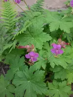 Garten 05-3 012.webp