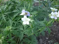 Garten 05-5-2008 003.webp