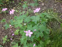 Garten 05-5 010.webp