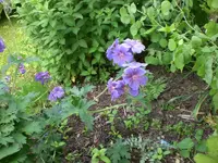 Garten 05-5 011.webp