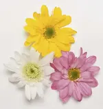 Chrysanthemum Unbekannt.webp