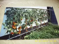 Garten 165 klein.webp
