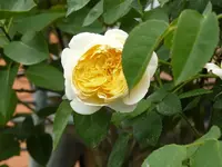 rose graham thomas1.webp