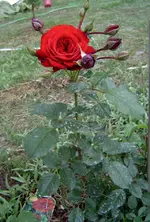 rose.webp
