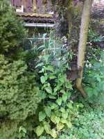 rainkohl1.webp