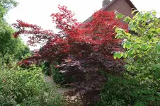 Bild 219.webp