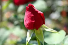 Bild 079.webp