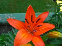 (63)_Lilie_1024x768.webp