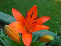 (64)_Lilie_1024x768.webp