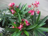 (44)_Oleander_1024x768.webp