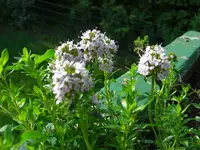 (46)_Bohnenkraut_1024x768.webp