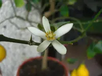 (50)_Zitronenbl%FCte_1024x768.webp