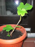 (53)_Feigenb%E4umchen_1024x1365.webp