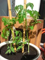 (56)_Tomaten_1024x1365.webp