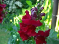 (60)_L%F6wenm%E4ulchen_1024x768.webp