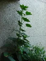 (65)_Stockrose_1024x1365.webp