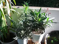(67)_Oleander_und_Olive_1024x768.webp