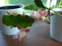 (68)_Kaktus_1024x768.webp