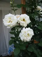 Kopie von IMG_5897.webp
