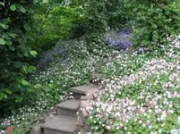 storchenschnabel 08.webp