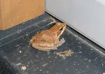 frosch.webp
