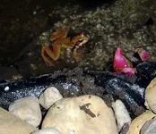 frosch2.webp