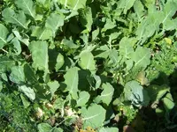 Kohlrabi 002.webp