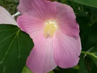 z.webp
