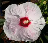 PICT0008 (Kopie).webp