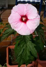 PICT0018 (Kopie).webp
