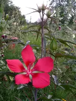 PICT0164.webp