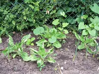 sonnenblume.webp