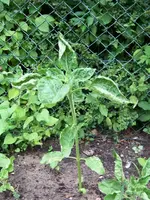 sonnenblume1.webp