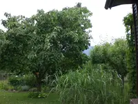 Garten 06-2 023.webp