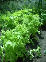 Schnittsalat1.webp