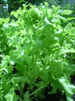 Schnittsalat3.webp