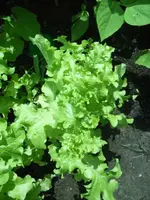 Schnittsalat4.webp