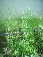Kresse.webp