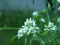Kresseblüte.webp