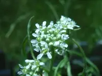Kresseblüte2.webp