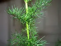 pflanze01.webp