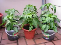 Paprika.webp