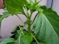 paprika2.webp