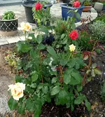 Beidehabitus.webp