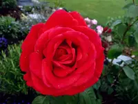 Roteroseblüte2.webp