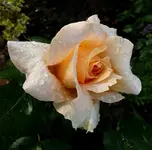 gloriagelbblüte3.webp