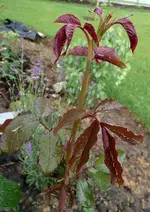 gloriagelbtrieb.webp